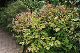 Image result for Blumea adamsii