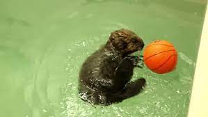 Watch Pup 681 Get Into New Otter Shenanigans At The Shedd Otters Baby Sea Otters Baby Otters