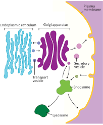 Solved Part Awhich Structure Is Not Part Of The Endomembrane | Chegg.Com