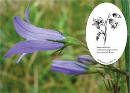 We did not find results for: Rampion Bellflower Mediamatic