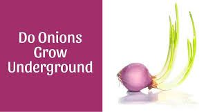 We did not find results for: Do Onions Grow Underground Home Garden Vegetables