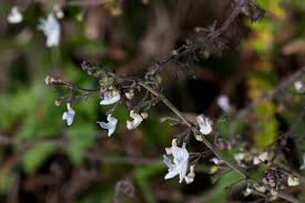 Image result for Equilabium petiolare