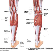 It is thick and fleshy above, tendinous below. Calf Muscle Tightness Achilles Tendon Length And Lower Leg Injury Mountain Peak Fitness