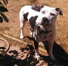 Dalmatianpitbull mix puppy manners oct life long walks. Dog For Adoption Frankie A Pit Bull Terrier Dalmatian Mix In Cantua Creek Ca Petfinder