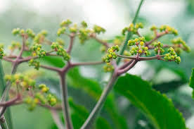 Image result for Leea guineensis