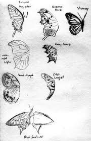 Scientific Drawing Of A Butterfly Google Search Butterfly Drawing Drawings Sketches
