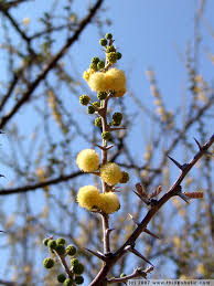 Image result for Acacia hebeclada