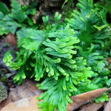 Image result for Selaginella tenerrima