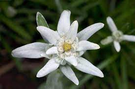 Guilde Edelweiss Recrutement Forum Dofus Forum De Discussion Du Mmorpg Dofus Jeu De Role Massivement Multijoueur Su Fleurs Nature Et Decouverte Nature