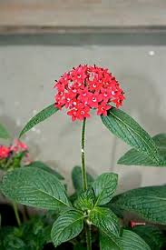 Image result for Pentas schimperi