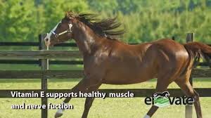 Naturally, horses obtain sufficient amounts of vitamin e through lush green pasture. Elevate Maintenance Powder Antioxidants Immune Muscle Vitamins And Minerals Kpp