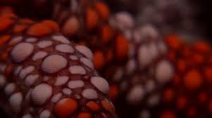 Image result for Gomphia