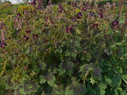 Maybe you would like to learn more about one of these? Geranium Phaeum Samobor Mourning Widow Z 4 9 Heritage Flower Farm