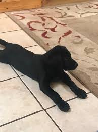 The kennel club makes no warranty as to the quality or fitness of any puppies offered for sale. How To Find A Good Labrador Puppy Otter Tail Kennels