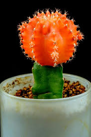 My cactus used to be really thick and dark green but now it's so much skinnier and starting to shrivel up. 15 Of The Best Types Of Cactus Different Types Of Indoor Cactus Plants And Flowers