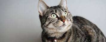 An adoption counselor is a matchmaker extraordinaire, who completes families by meow is a nonprofit organization dedicated to the health and welfare of cats and kittens in the greater seattle area. The Cat S Meow