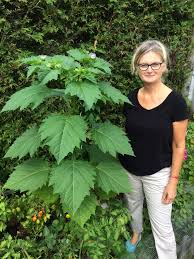 Image result for Nicandra physalodes