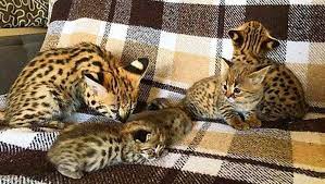 serval kedisi nedir serval kedisinin ozellikleri bakimi ve beslenmesi evcil hayvan haberleri serval kedi evcil hayvanlar