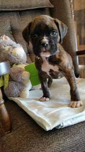 Our puppies for sale have had the best of beginnings, many in indiana. Bobby A Male Akc Boxer Puppy For Sale In Grabill Indiana Boxer Boxers Boxerpuppies Boxerdogs Box Boxer Puppies For Sale Boxer Puppy Puppies For Sale
