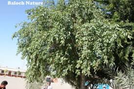 Image result for Ehretia obtusifolia