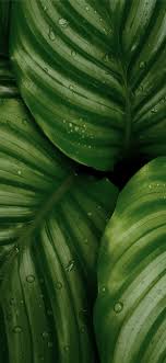 Find & download the most popular leaf wallpaper vectors on freepik free for commercial use high quality images made for creative projects. Water Droplets On Green Leaves Iphone X Wallpapers Free Download
