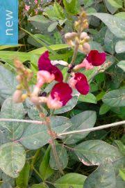 Image result for Vigna subterranea