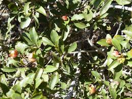 Image result for Ochna pretoriensis