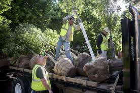 Image result for Tree Green 2018 Fleet