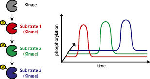 Check out pge2 inflammation on top10answers.com. Phosphoproteomics Based Characterization Of Prostaglandin E2 Signaling In T Cells Molecular Pharmacology