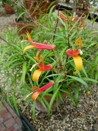 Image result for Scleria laxiflora
