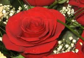 Maybe you would like to learn more about one of these? Is Dried Baby S Breath Toxic To Live Cut Roses