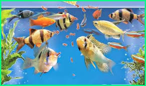 Apa yang pertama terlintas difikiranmu? 75 Jenis Ikan Hias Informasi Dan Cara Perawatannya Lengkap Dunia Fauna Hewan Binatang Tumbuhan