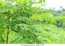 Image result for Tephrosia vogelii