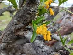 Image result for Ancylobothrys amoena