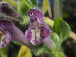 Image result for Scutellaria schweinfurthii