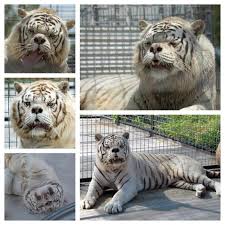 The mating season of tigers is normally around november all the way to april (tropical climates) and during the winter in temperate regions. Why Are White Tigers White Quora