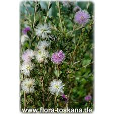 Image result for Melhania acuminata