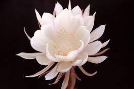 Queen Of The Night Night Blooming Flowers Orchid Cactus Rare Flowers