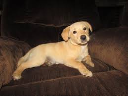 Mother is akc registered yellow lab and father is akc registered red standard poodle. Yellow Labs Puppies For Sale Alabama