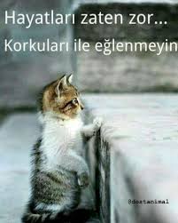 Pin By Her Seyden Biraz On Anlamli Sozler Beautiful Cats Pictures Cats Adorable Kitten