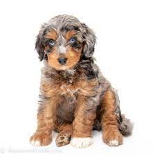 Mini Aussiedoodle Puppies For Sale Awesomedoodle Mini Dogs Breeds Cute Baby Puppies Puppies