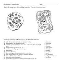 As you fill in the cell structure worksheet, remember the functions of each part of the cell that you learned in learn more about our anatomy quiz questions and how to use them for anatomy mastery. Diagram The Cell Diagram Quiz Full Version Hd Quality Diagram Quiz Stereodiagram Casadiriposojbfestaz It