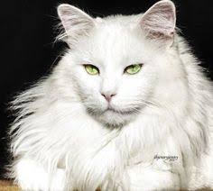 Maine coon cats