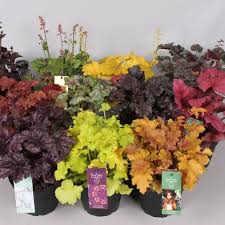 Heuchera Indian Summer Mix V15 Cm A30 Cm Piante All Ingrosso Floraccess During the summer months, remember these tips to keep your heuchera. eur