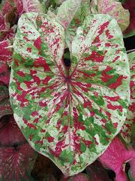 Caladium Raspberry Moon These Leaves Look So Artsy Like Someone S Splattered Paint All Over Them Truly A Plant After Variegated Plants Plants Bonsai Flower