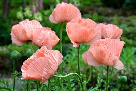 Check spelling or type a new query. Papaver Orientale Helen Elizabeth Oriental Poppy