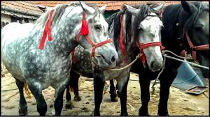Maybe you would like to learn more about one of these? The Maze Game Look Animal Cai De Rasa