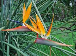 strelitzia parvifolia flower