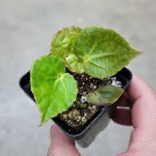 Image result for Berkheya ferox