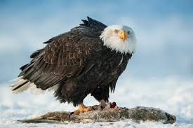 Feb 12, 2020 · under favorable conditions, eagles can carry, or at least glide, with around 108% of their body weight. The Eagle S Diet In A Nutshell Detailed Breakdown